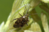 Lygus-rugulipennis.jpg