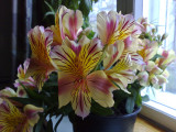 N95_081_Alstroemeria-sp.jpg