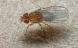 Drosophila_sp.jpg