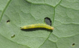 Plutella-xylostella_larva.jpg