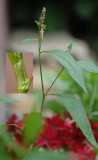 Persicaria-lapathifolia.jpg