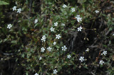 Silene-rupestris.jpg