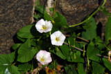Convolvulus-arvensis.jpg