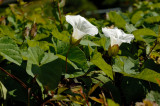 Calystegia-sepium.jpg