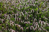 Trifolium-arvense.jpg