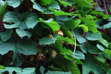Humulus lupulus.jpg