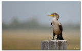 Cormorant from Lido Beach