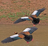 Egyptian Geese