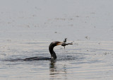 Cormorant & Frog