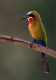 White-fronted Bee-eater