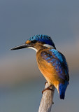 Malachite Kingfisher