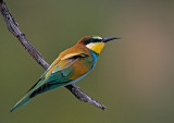 European Bee-Eater