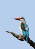 Woodlands Kingfisher