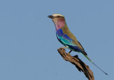 Lilac-breasted Roller