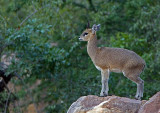 On Guard (Klipspringer)