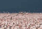 Lesser Flamingo