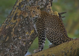 Leopard