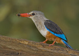 Grey-headed Kingfisher