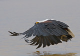 African Fish Eagle