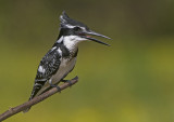 Pied Kingfisher