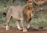 Samburu Lion