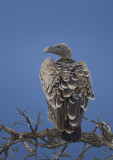 Vulture at Sunset