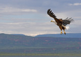 Fish Eagles Domain