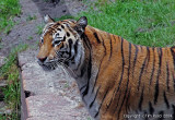 1701c - Tiger