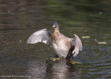 23082w Pied billed grebe