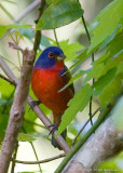 23326w  Painted Bunting