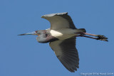 29001  - Tricolor Heron