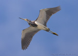 30686 - Tricolor in flight