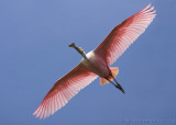 30638 - Roseatte Spoonbill