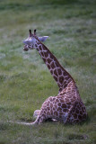 33236 - Giraffe