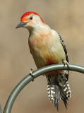 A-Birds-035.jpg