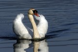 Cygne