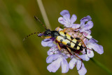 Rutpela  macculata