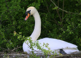 Cygne tubercul (Cygnus olor) Mute Swan