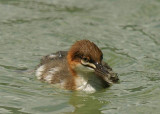 Harle brive--Goosander --Mergus merganser