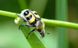 Cetoines trichius fasciatus