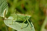 Sauterelle vert