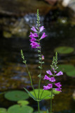 Obedient Plant