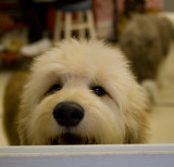 Teddys first hairdo