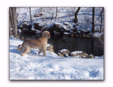 Teddy sees ducks....