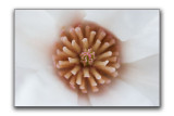 Inner magnolia