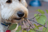 Teddy loves redbud 3