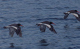 Flying in formation