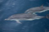 Dolphin2.jpg