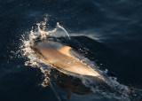 Dolphin5.jpg