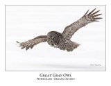 Great Gray Owl-161